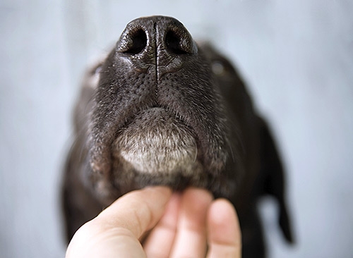 El MAL Aliento En Perros Descubre TODAS Las Causas Y Tratamiento