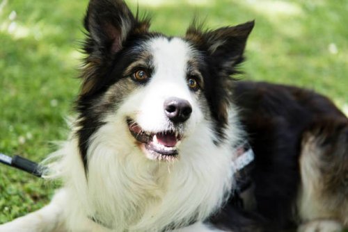 Este perro salva la vida de otros perros detectando veneno en las calles