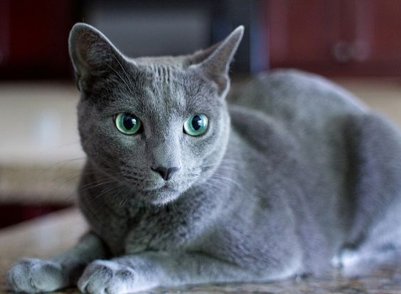 Historia de la raza de gato azul ruso
