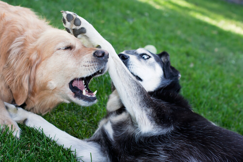 Las peleas de perros son ilegales
