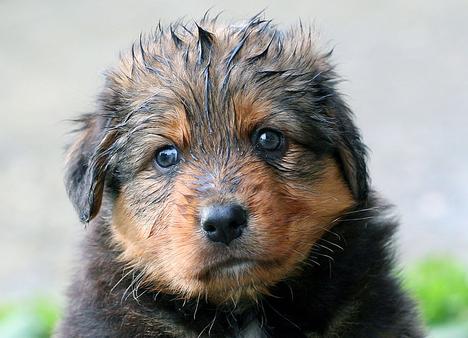 Por qué es malo bañar a un perro a menudo