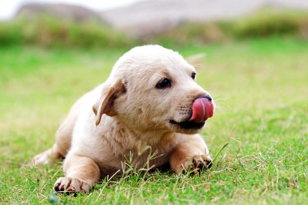Síntomas de la leishmaniasis en perros