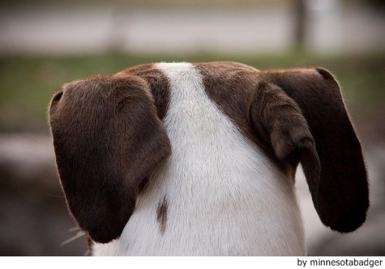 Tratamiento de la otitis en perros