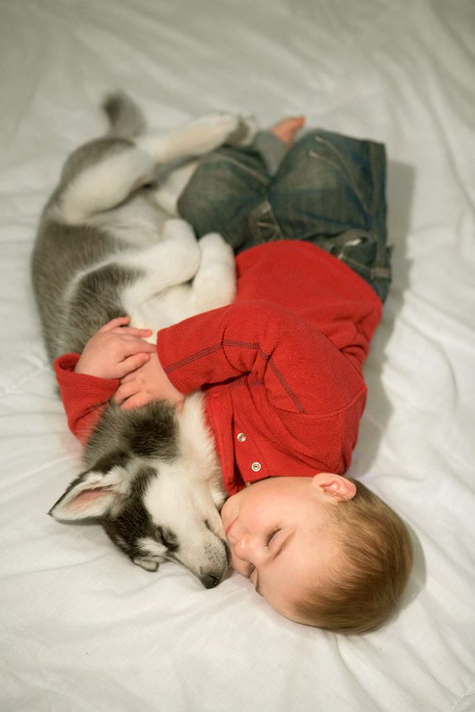 fotos que demuestran que los perros pueden ser mejores que la almohada