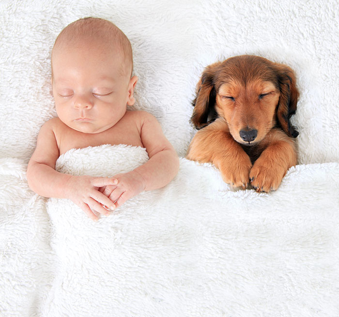 fotos que demuestran que los perros pueden ser mejores que la almohada