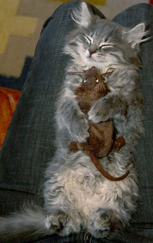 gato abraza raton de peluche