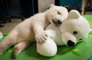 oso polar con peluche
