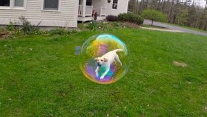 perro burbuja