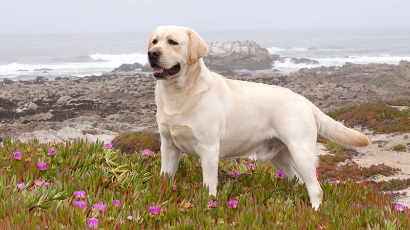 perros muy inteligentes Labrador retriever