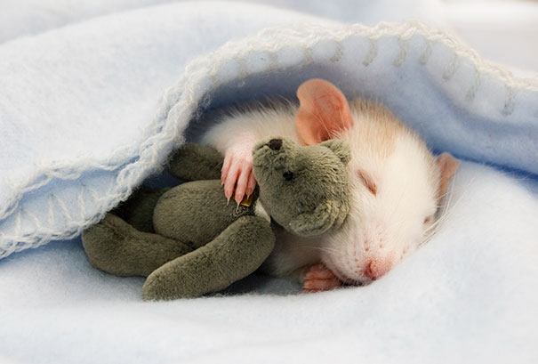 raton durmiendo con peluche