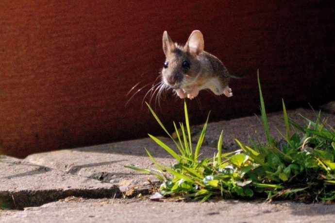 raton volando