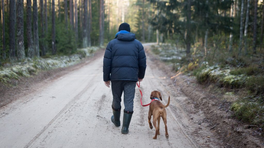 Cómo pasear a mi perro 10 consejos prácticos Wakyma