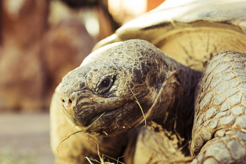 Desaparición de las tortugas qué pasaría si todas se extinguieran