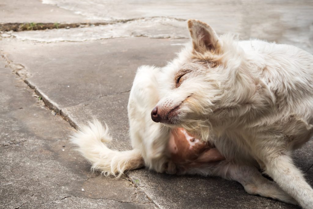 Prurito Canino Qu Es Causas Y Tratamiento Del Prurito En Perros