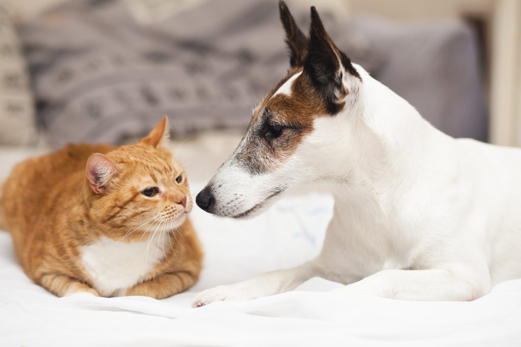 Qué miedos comparten los perros y los gatos Wakyma