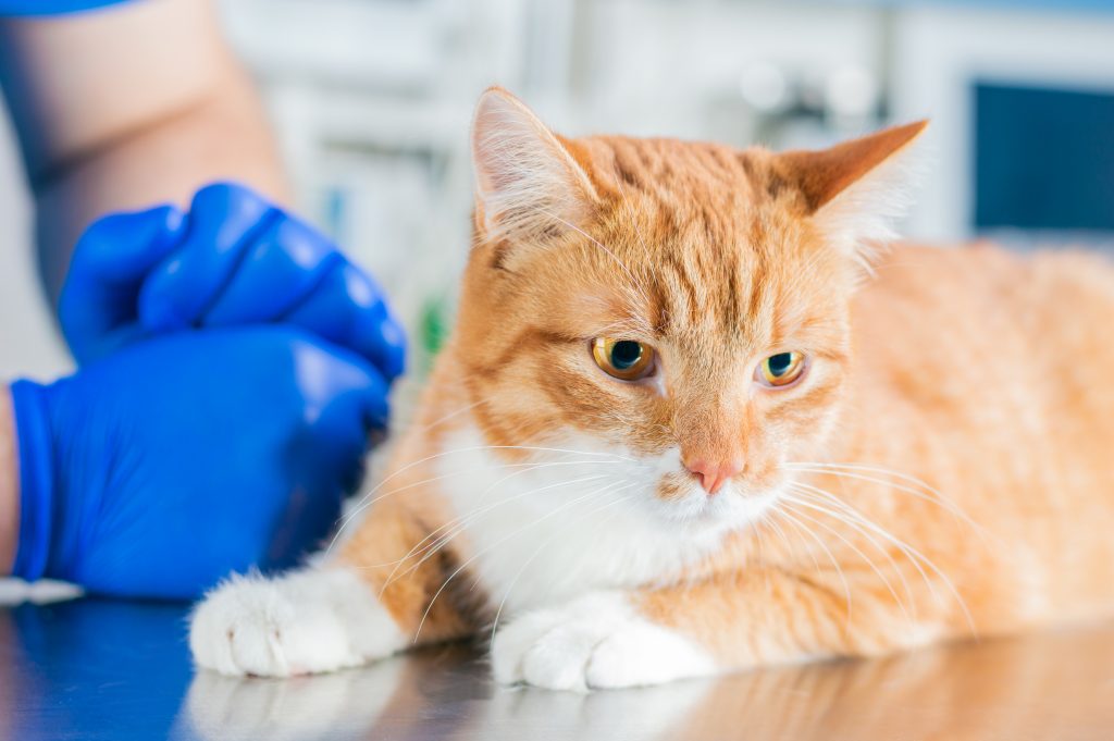 Síntomas de un gato enfermo o señales de enfermedad en gatos