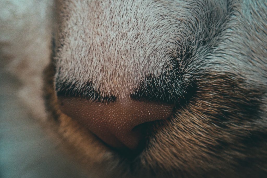 Olores que odian los gatos descubre qué olor no soporta tu felino