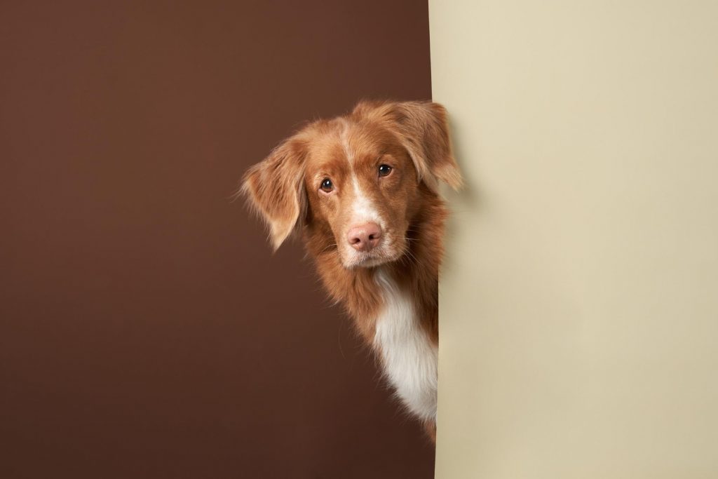 Los Perros Detectan A Personas Que No Son De Fiar