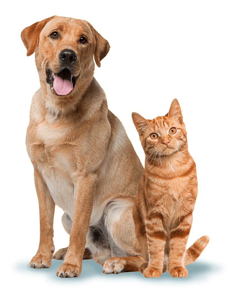 Perro y gato
