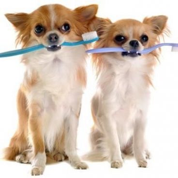 8 Consejos para mantener la higiene dental de tu perro