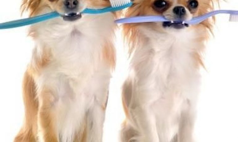 8 Consejos para mantener la higiene dental de tu perro