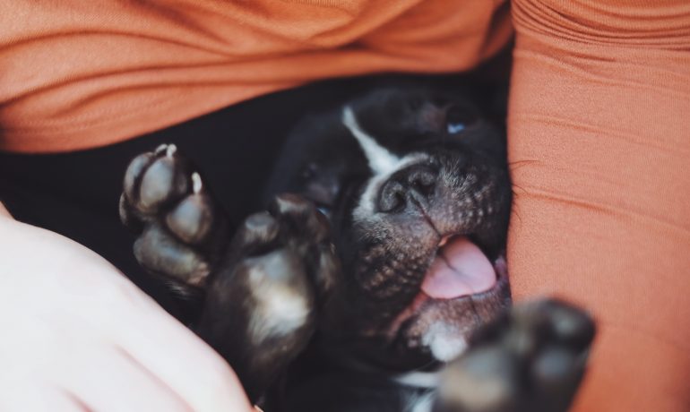 Consejos para curar las almohadillas de los perros