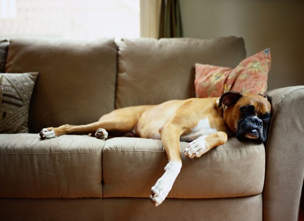 Consejos para evitar que tu mascota se suba al sofá