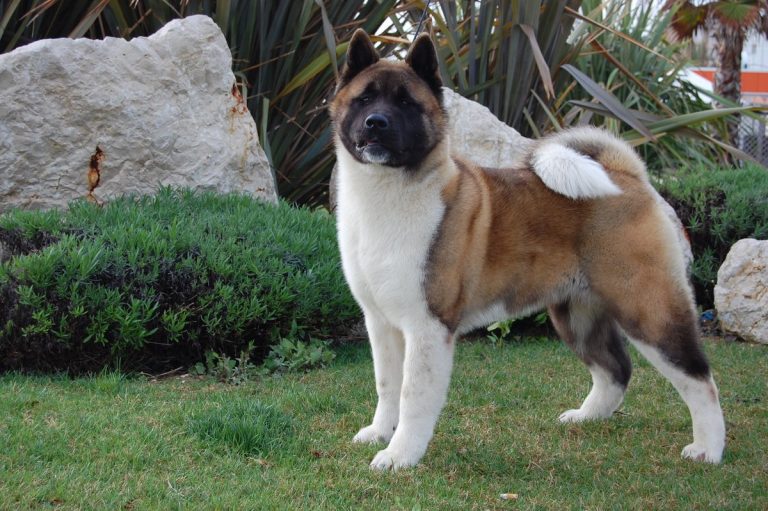 Descúbrelo TODO sobre la Raza del Perro Akita Americano