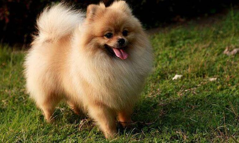 Droll Pomerania Raza Pura