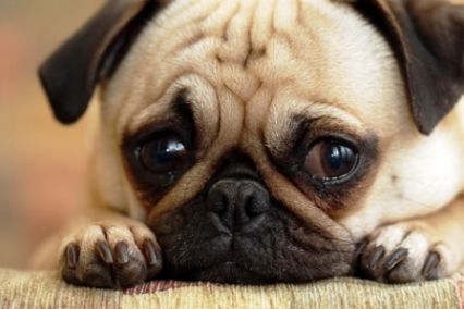 Consejos para que tu perro deje de llorar cuando se queda solo