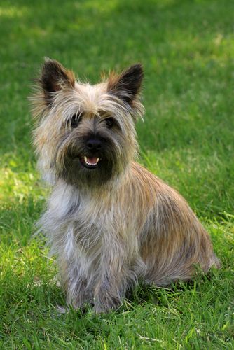 Perro Cairn Terrier