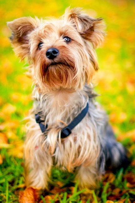 lo que debes saber raza Yorkshire Terrier