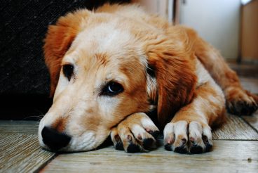 Consejos básicos para la adopción responsable de mascotas