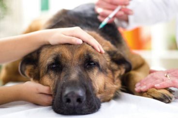 Cuáles son las enfermedades más comunes en perros y sus síntomas