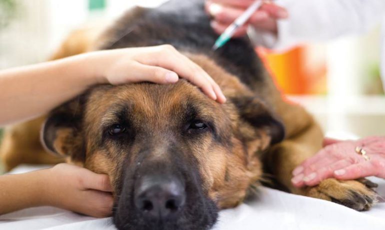 Cuáles son las enfermedades más comunes en perros y sus síntomas
