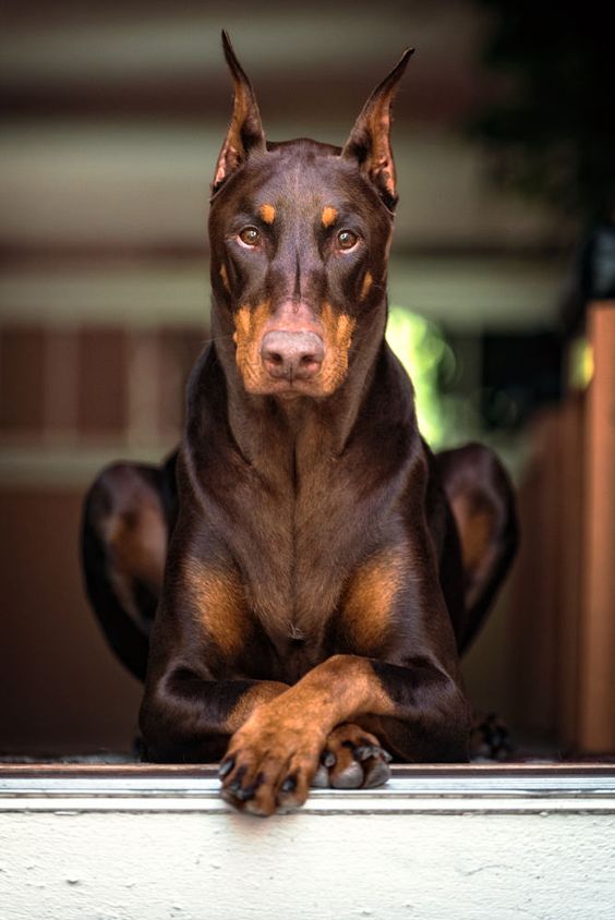 en que se diferencian los rottweiler de los doberman