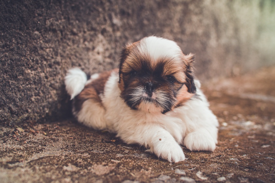 perro Shih tzu