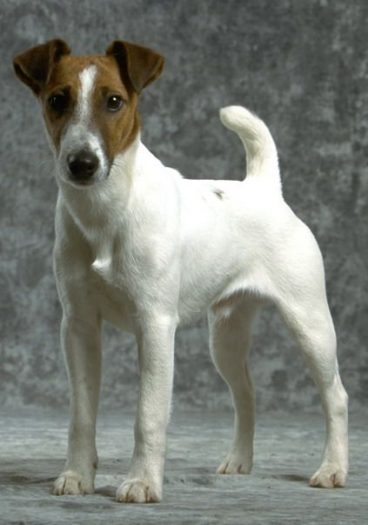 perro fox terrier de pelo liso