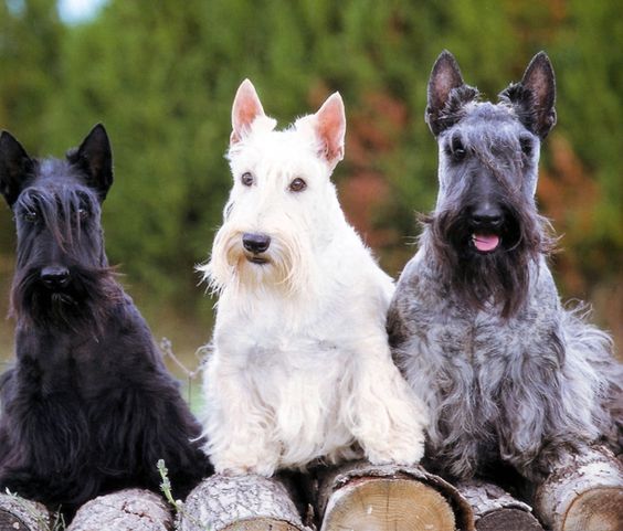 T-shirt perros Scottish terrier perro Dog cachorro Breed raza mascota animal 17431 