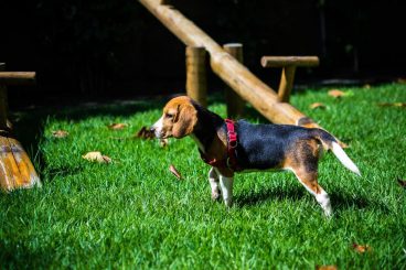 perros de la raza Beagle