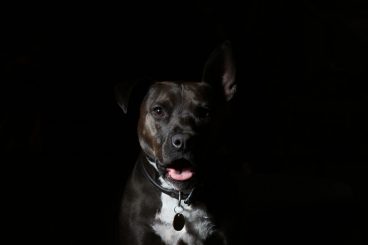 raza American Staffordshire-Terrier