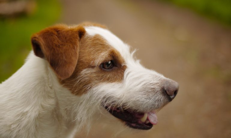 raza jack russell terrier