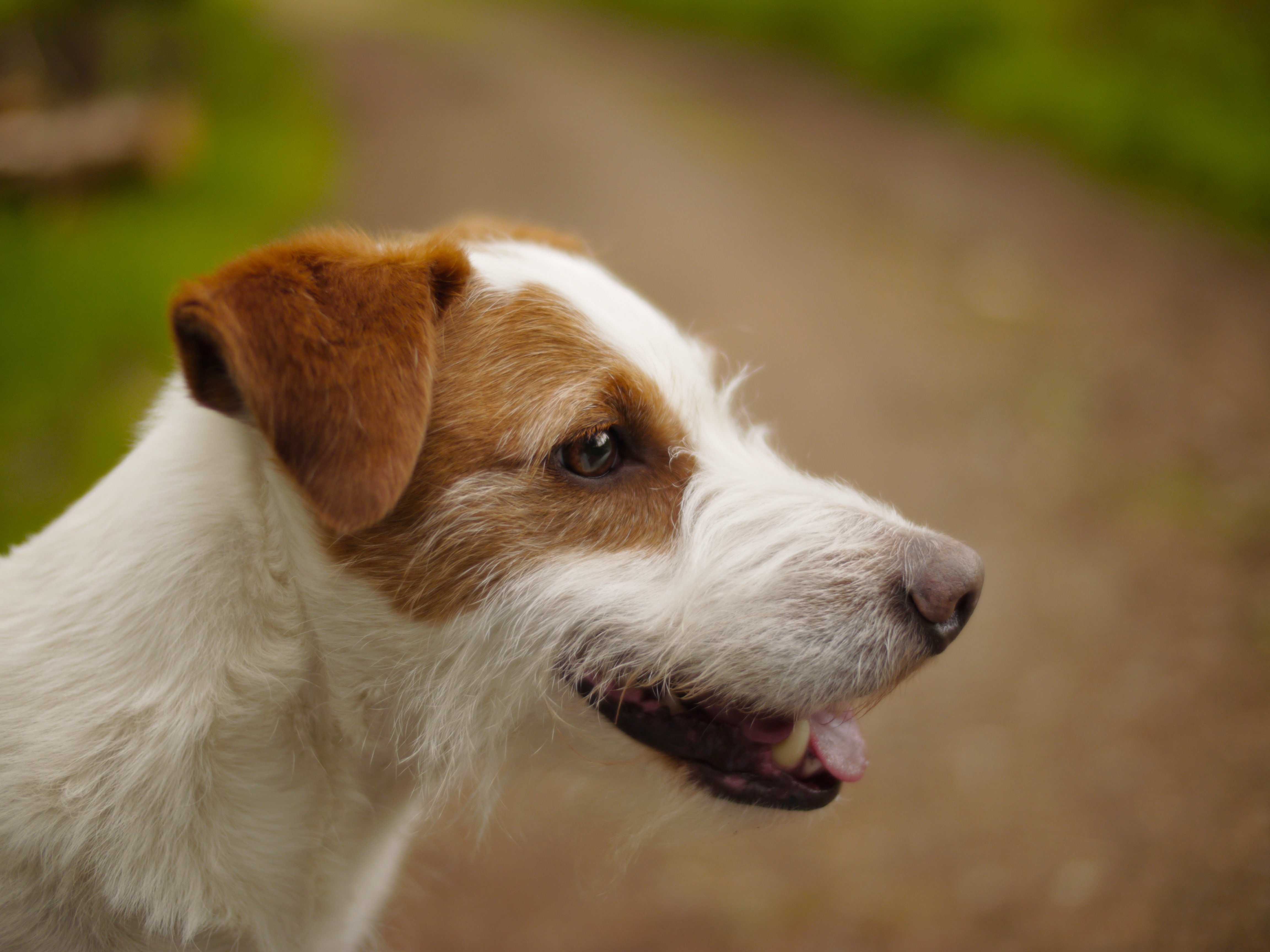 vederea la jack russell terriers este posibilă restaurarea vederii la copii