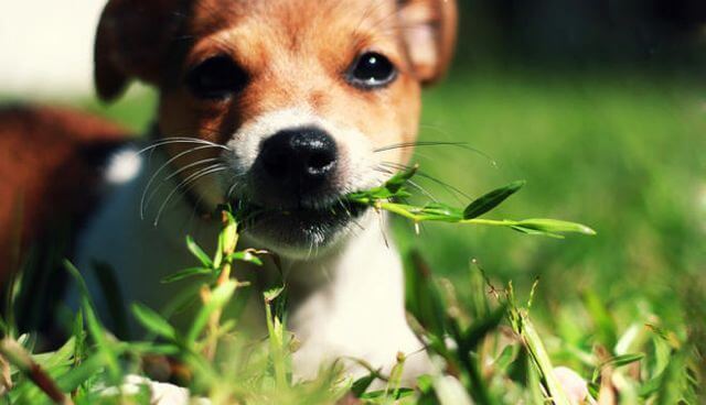 ¿Es peligroso que mi perro coma hierba?
