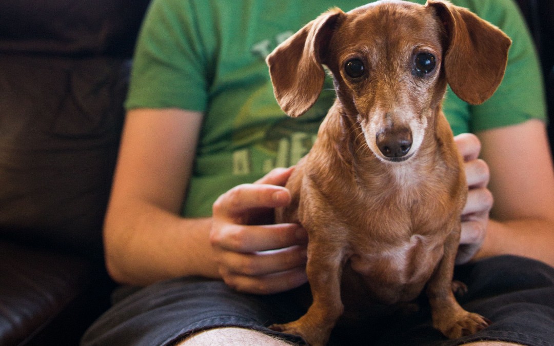 15 Cosas que DEBES saber de tu Perro. Conoce MEJOR a tu Mascota