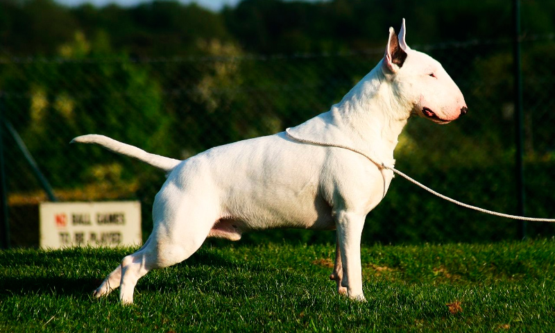 Características físicas de la raza bull terrier inglés