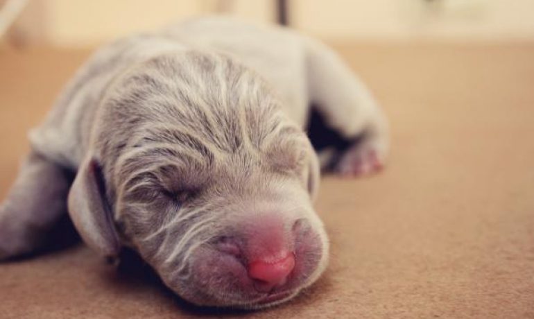 Claves para saber como alimentar a un cachorro recién nacido