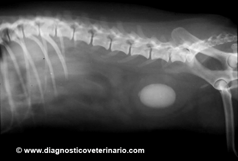 Diagnóstico de la urolitiasis canina