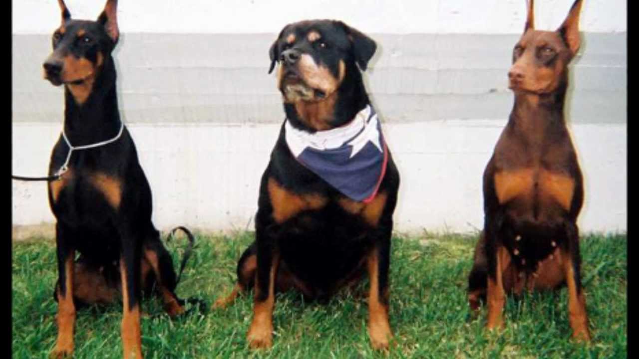 Diferencias entre los perros de la raza Rottweiler y los perros Doberman