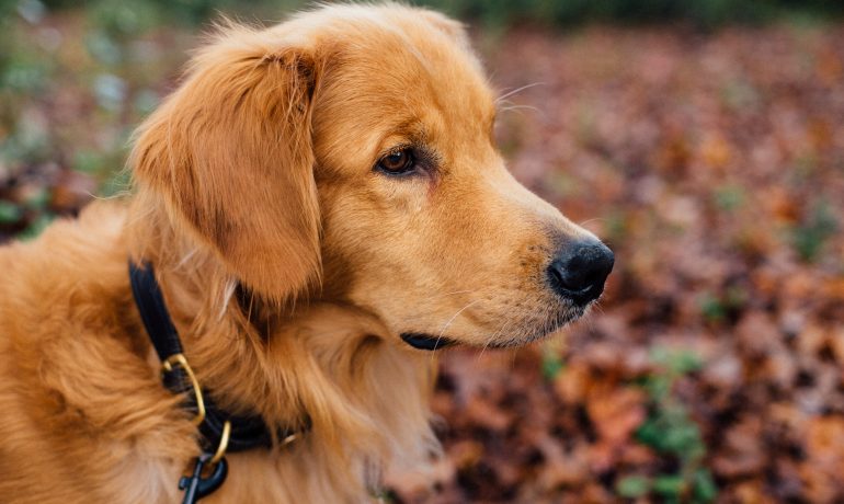 Enfermedad de Von Willebrand en perros